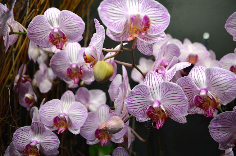 Highlights from Orchid Mania in Cleveland [Gallery]
